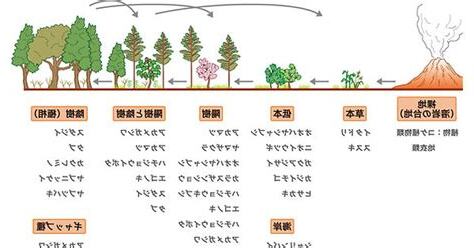 陽樹 代表例